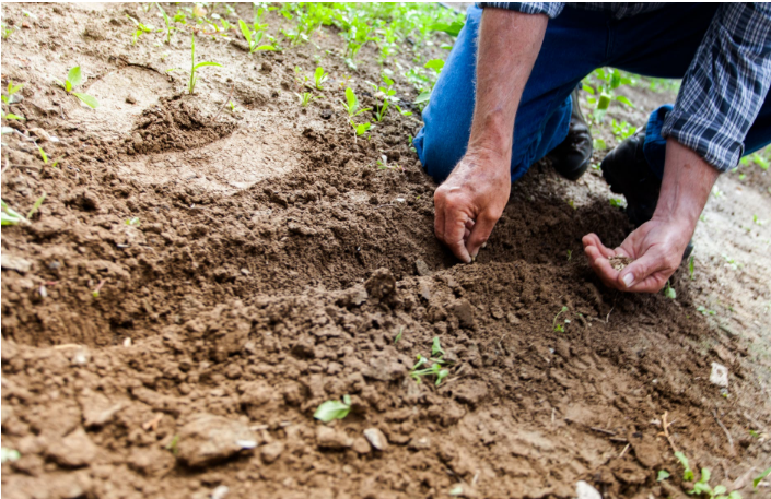 Essential Gardening Tools
