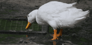 Duck 